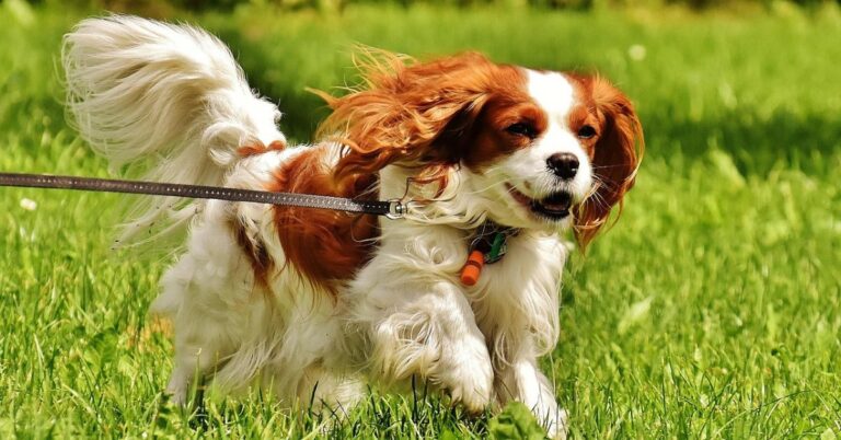 20 Dog Breeds America Keeps Asking About