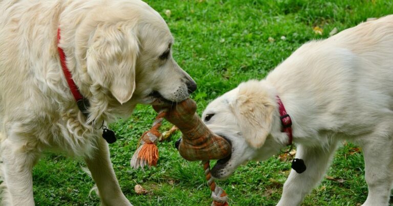 10 Brain-Boosting Toys Every Dog Should Try