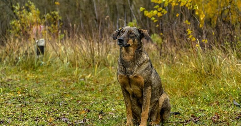 What We’re Learning About The Dogs Living In Chernobyl’s Fallout