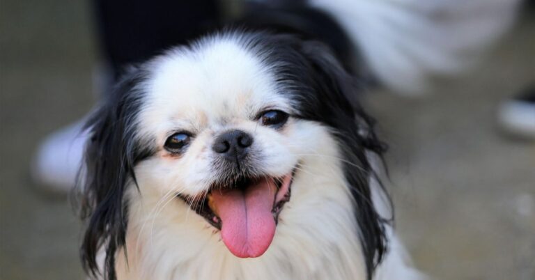 Everything That Makes The Japanese Chin So Easy To Love