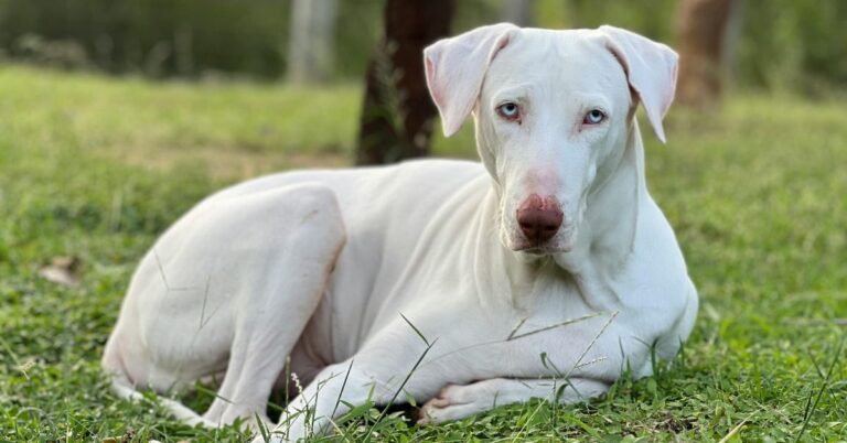 10 Facts That Make Rajapalayam Dogs Special 