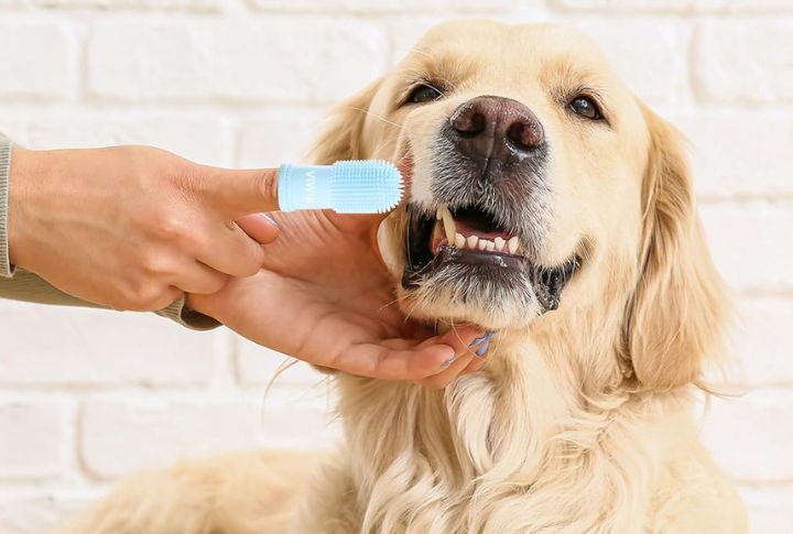 Maintain Regular Oral Hygiene For Less Mess