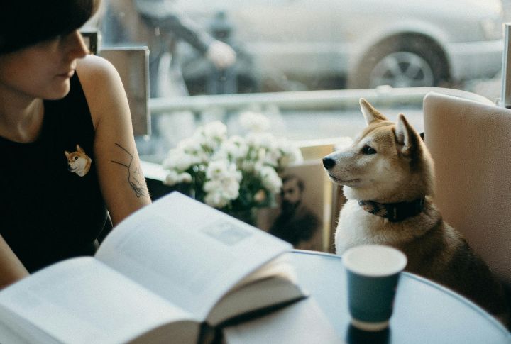 Dogs Tune Into Our Emotions Instantly
