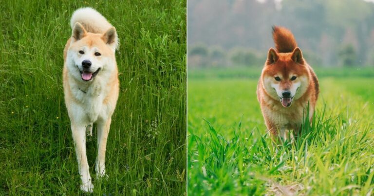 10 Traits That Make Akitas And Shibas Totally Different