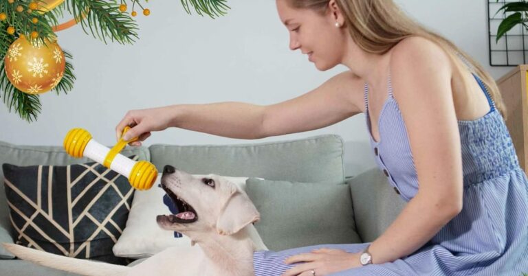 The Real Benefits Of Letting Your Dog Play With Puzzle Toys Daily