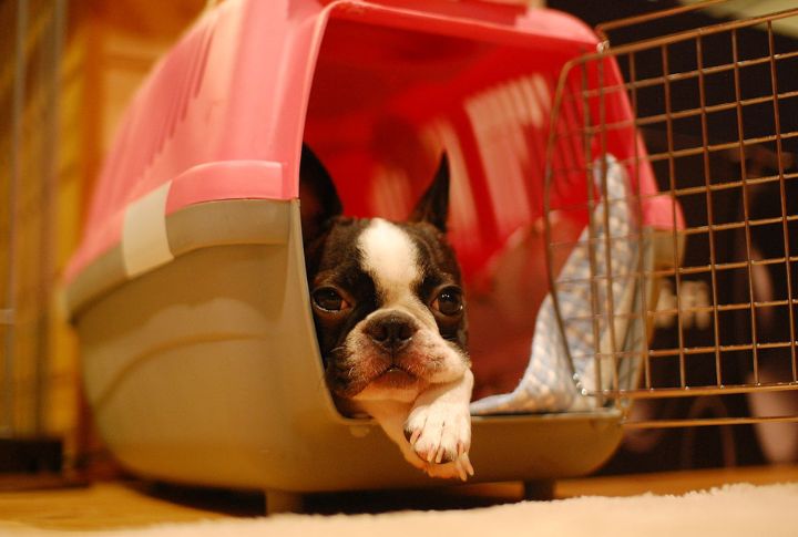 Crate Train With Comfort