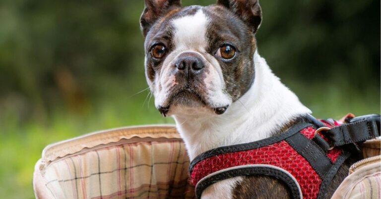 10 Essential Training And Development Tips For A Happy Boston Terrier