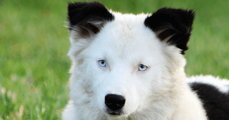 10 Facts About The Hardy Yakutian Laika