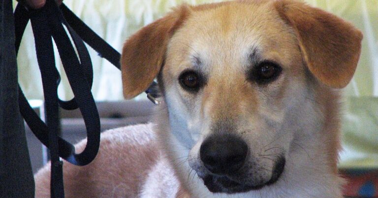 10 Incredible Ways Chinook Helped Shape Sled Dog History