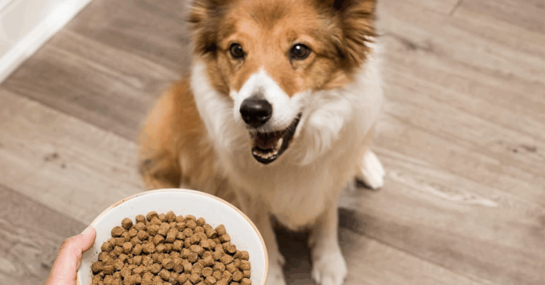 10 Dog Meals That Cost More Than You’d Guess