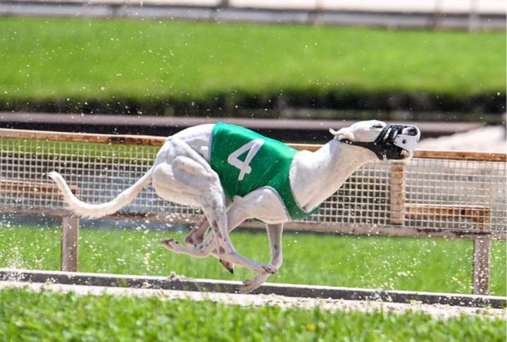 Greyhounds Have A Unique Running Style