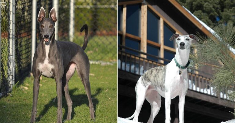 10 Differences Between Greyhounds And Whippets