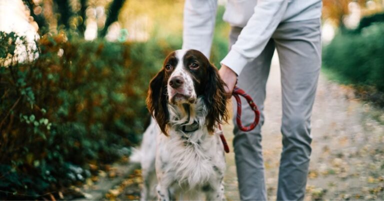 Setter Dogs Share A Name, But That’s Where The Similarities End