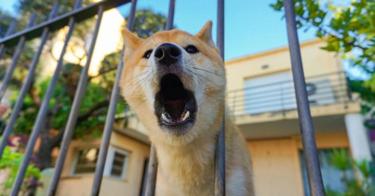 10 Shiba Inu Habits That Will Drive You Up The Wall