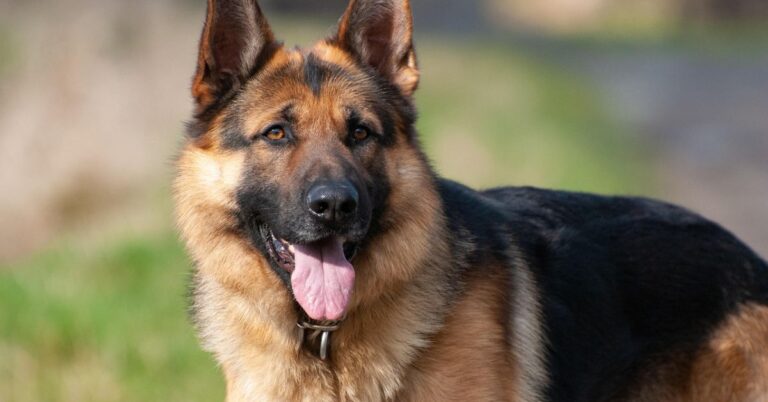 10 Easy Behavior Tips For German Shepherds That Actually Work