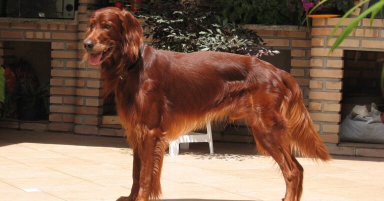 10 Things To Know Before Getting An Irish Setter