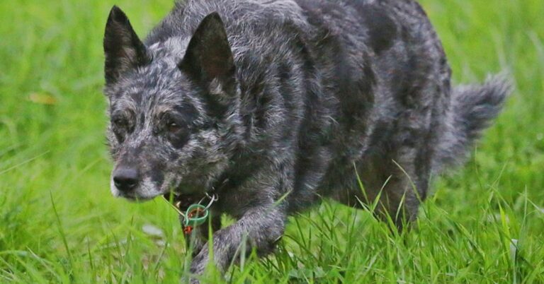 How Koolies Became Australia’s Premier Cattle Dogs