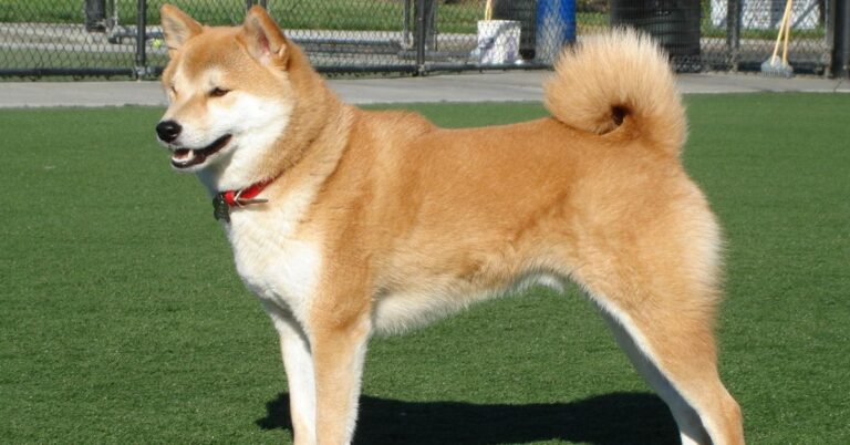 10 Must-Know Facts About Shiba Inus