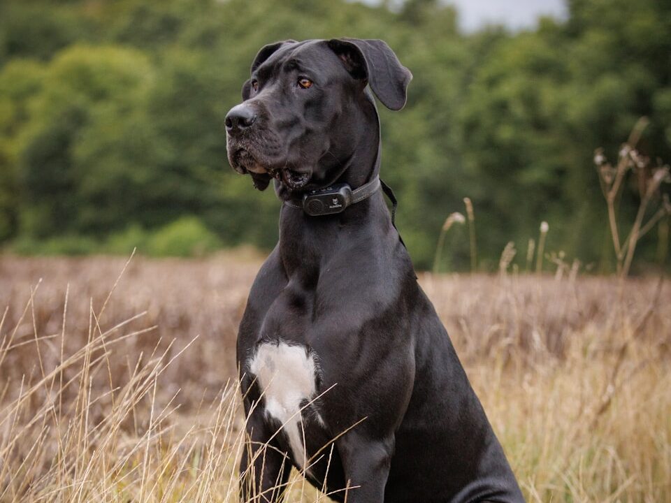 a black and white dog sitting in a field