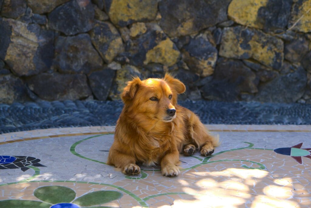 brown long coated small dog lying on ground