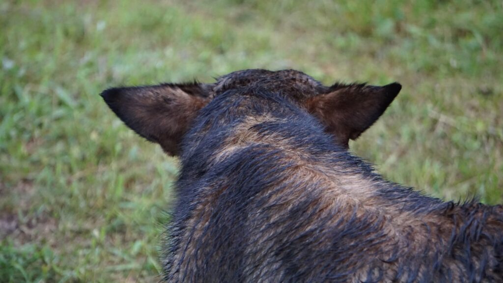 a close up of the back of a dog's head