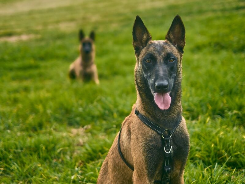 two dogs are sitting in a grassy field