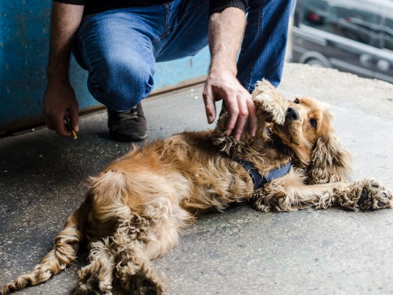 man petting English cocker spaniel