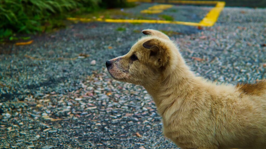 a brown dog standing on top of a gravel road