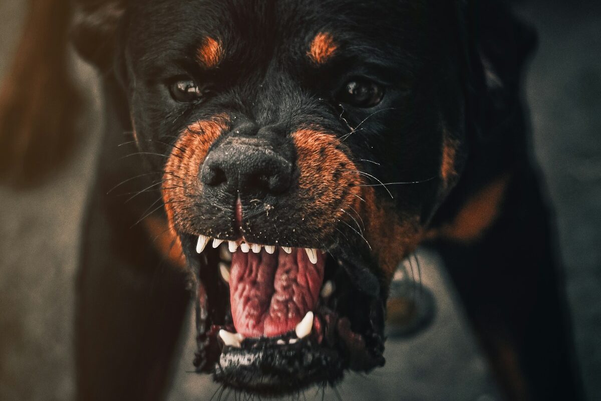 a dog with its mouth open