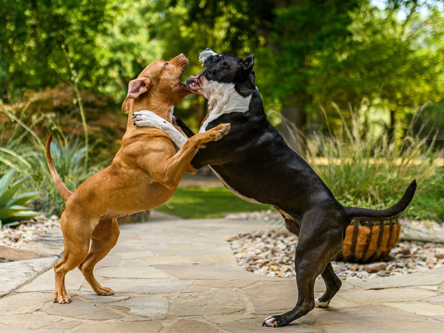 two dogs fighting with a basket