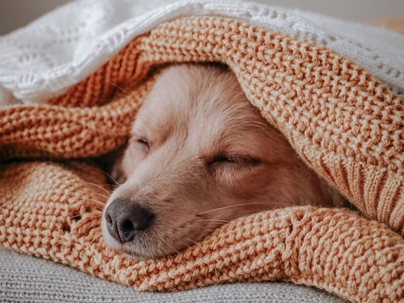 brown short coated dog covered with orange and white blanket