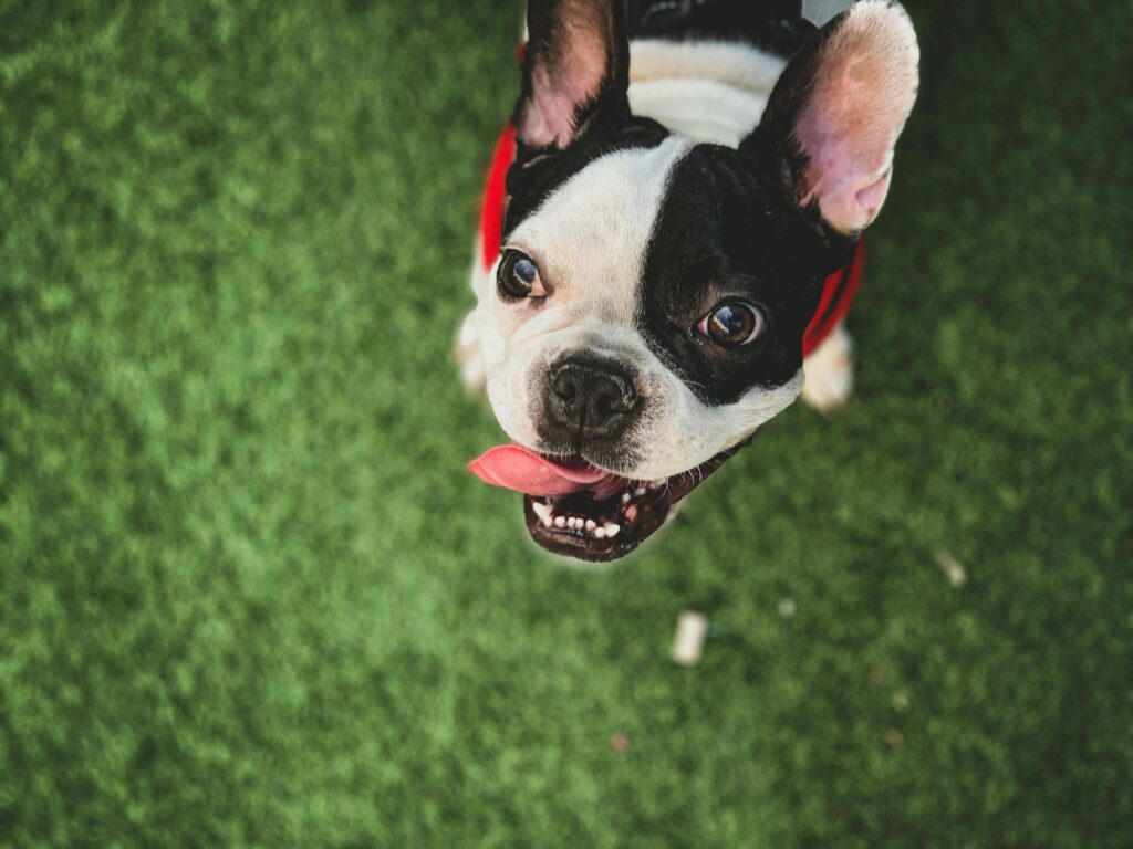 a black and white dog sticking its tongue out
