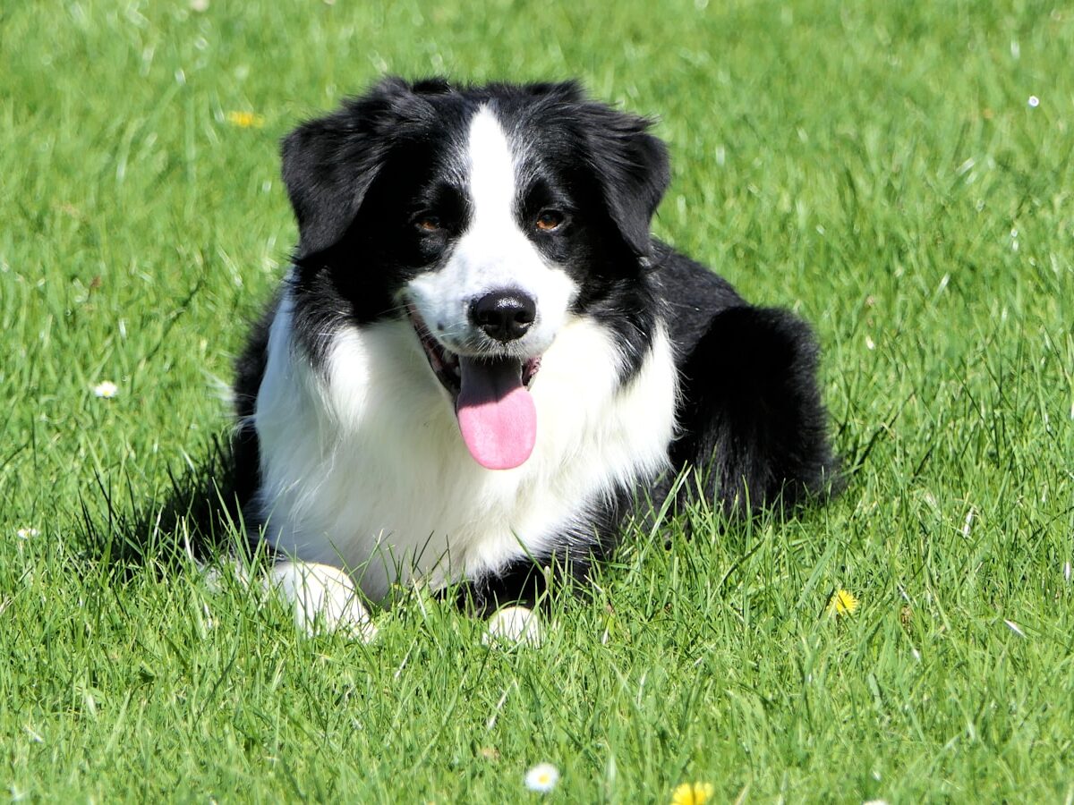 black and white long-coat dog
