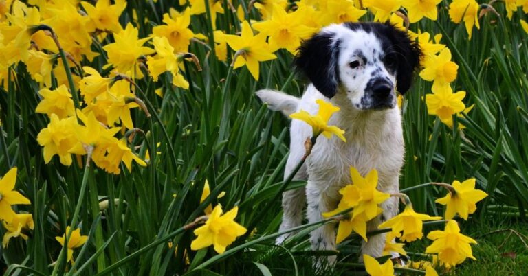 10 Fascinating Facts About The Rare Wetterhoun