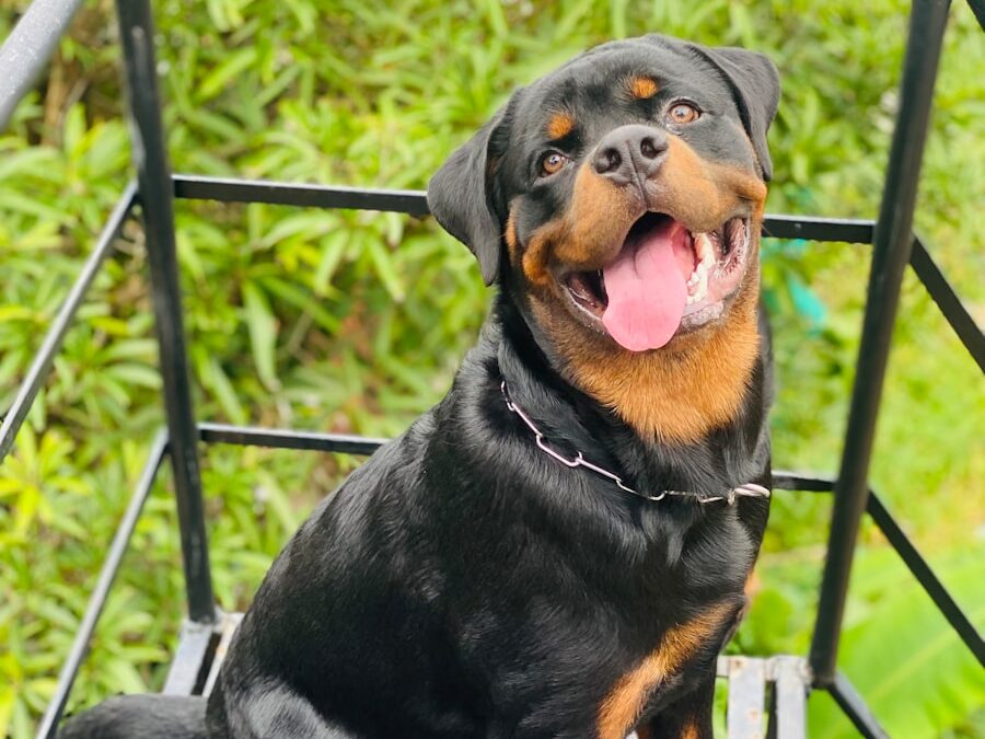 a black and brown dog sitting on top of a wooden bench
