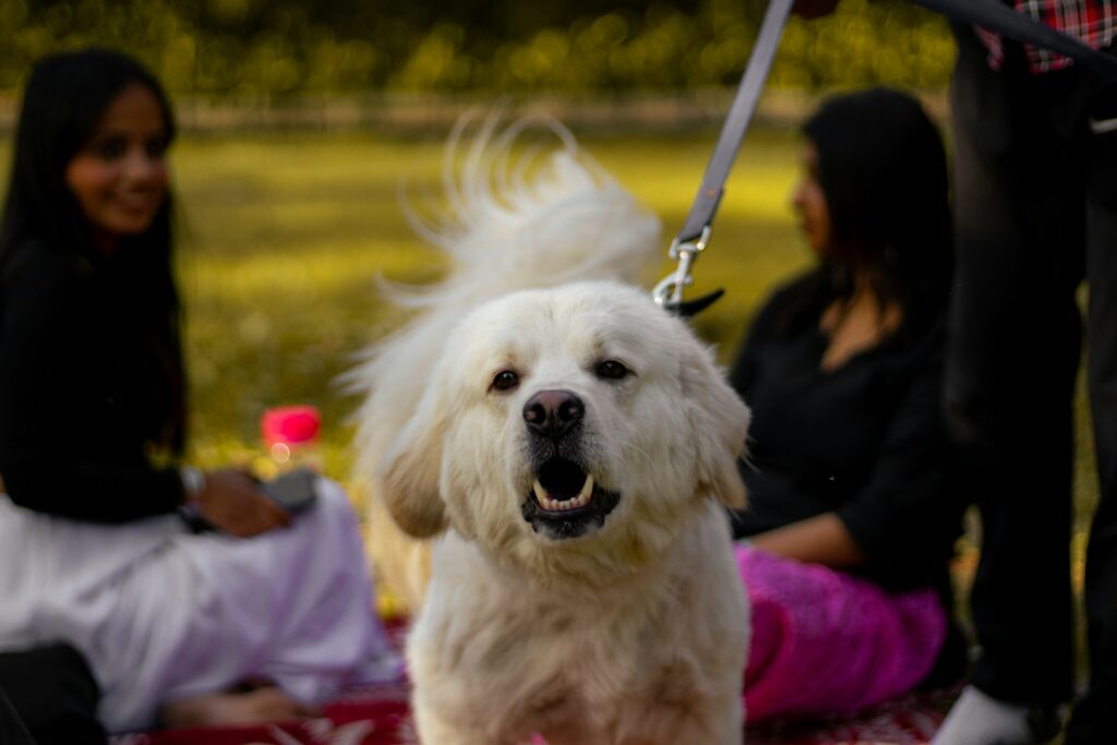 a white dog on a leash being held by a woman