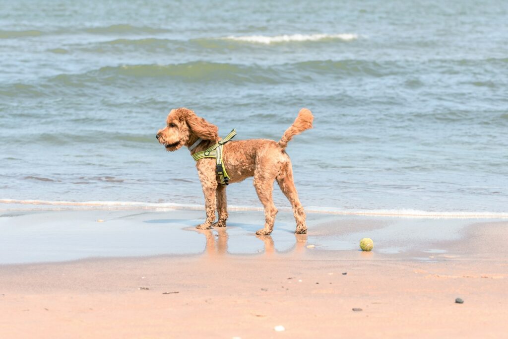 a dog standing on a beach next to the ocean