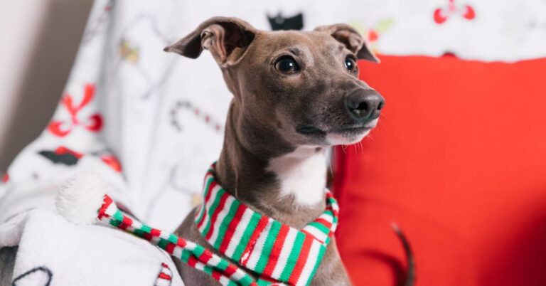 10 Things That Make Italian Greyhounds Special