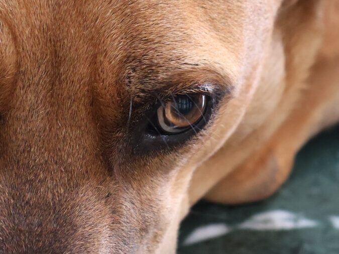 A close up of a dog laying on the ground