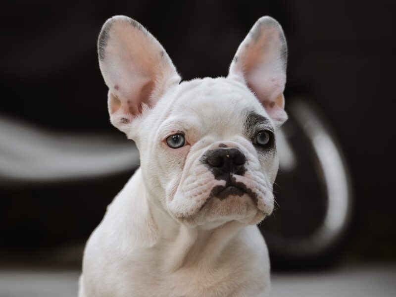 white and brown french bulldog puppy