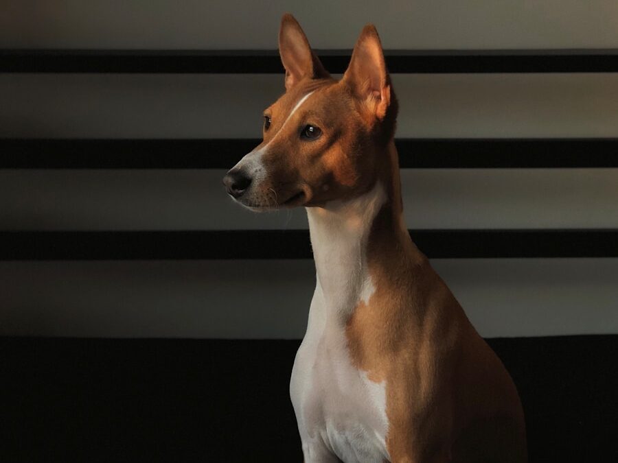 adult tan and white basenji sitting on black textile
