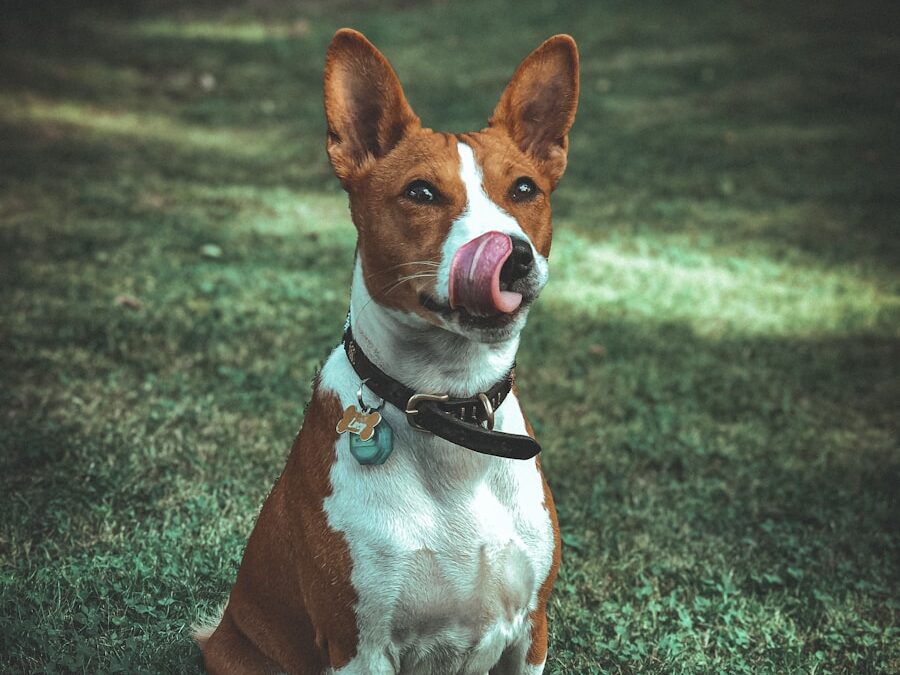 a brown and white dog sitting on top of a lush green field