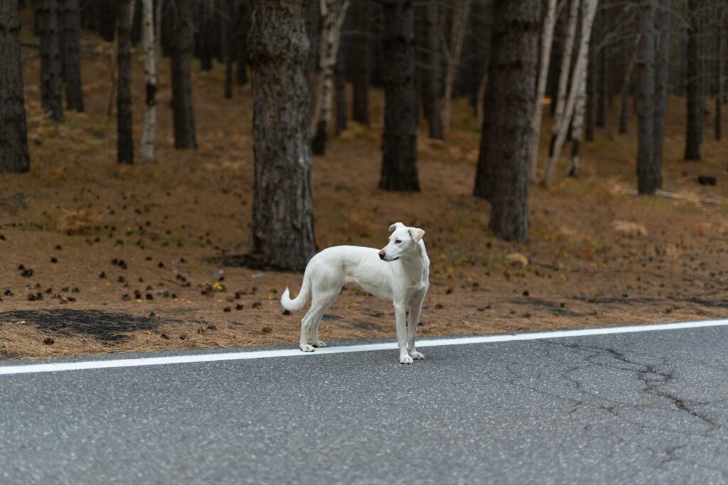 a white dog standing on the side of a road