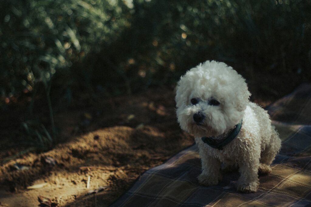 a small white dog