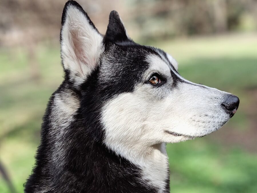 black and white siberian husky on green grass field during daytime