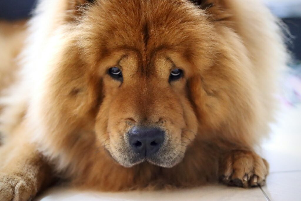 a brown dog laying on top of a tile floor