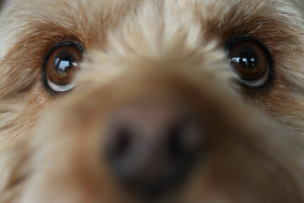 A close up of a dog's face looking at the camera