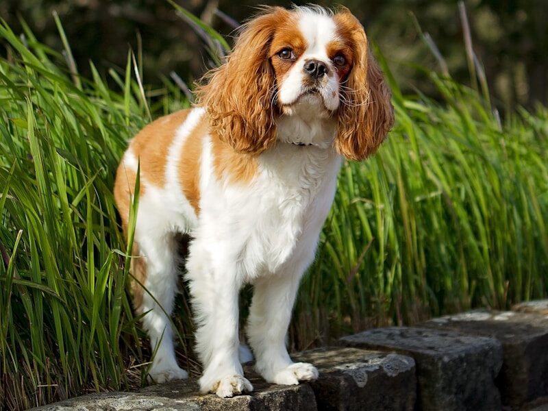 white and brown long coated small dog on green grass during daytime