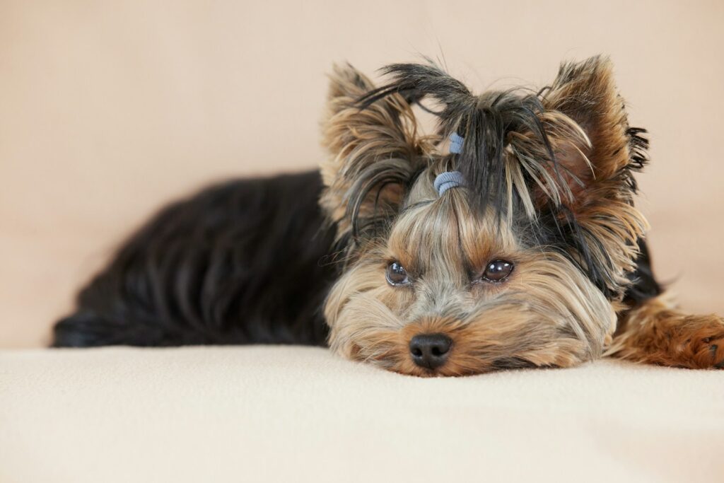 A cute yorkshire terrier lies down, relaxed.