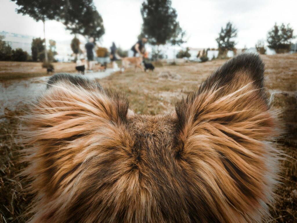 brown and black long coated dog